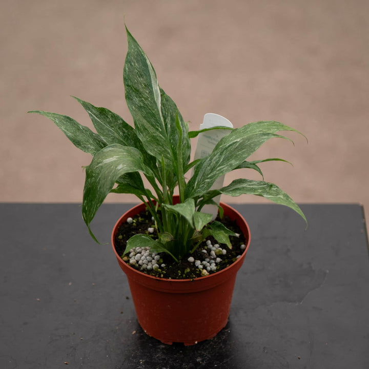 Gabriella Plants Other 4" Spathiphyllum 'Domino'