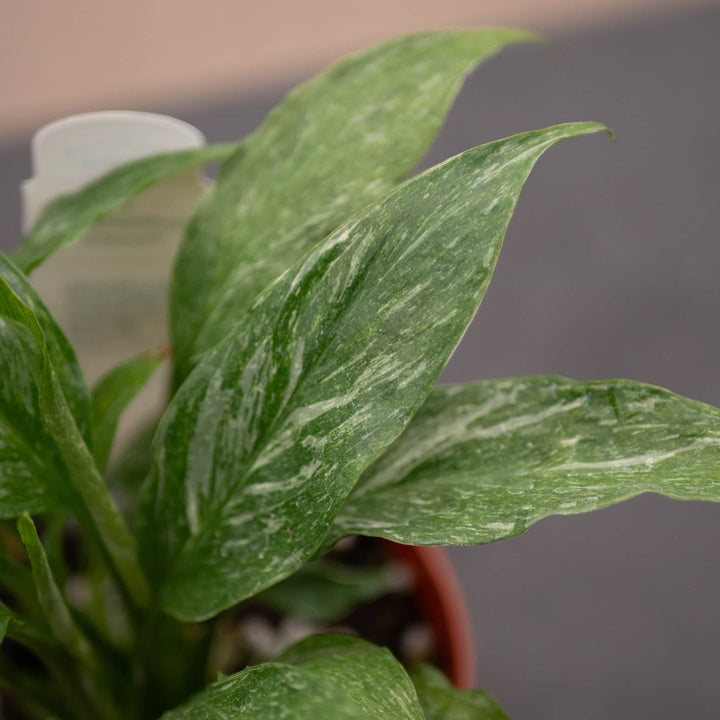 Gabriella Plants Other 4" Spathiphyllum 'Domino'