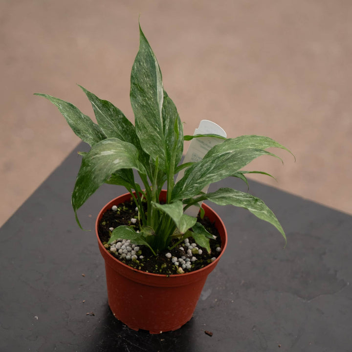 Gabriella Plants Other 4" Spathiphyllum 'Domino'