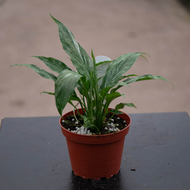 Gabriella Plants Other 4" Spathiphyllum 'Domino'