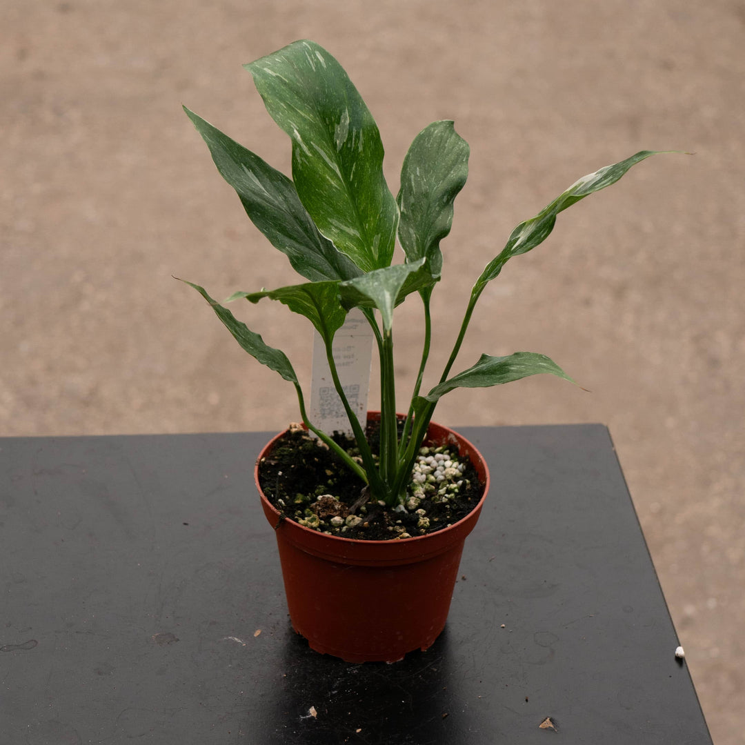 Gabriella Plants Other 4" Spathiphyllum 'Domino'