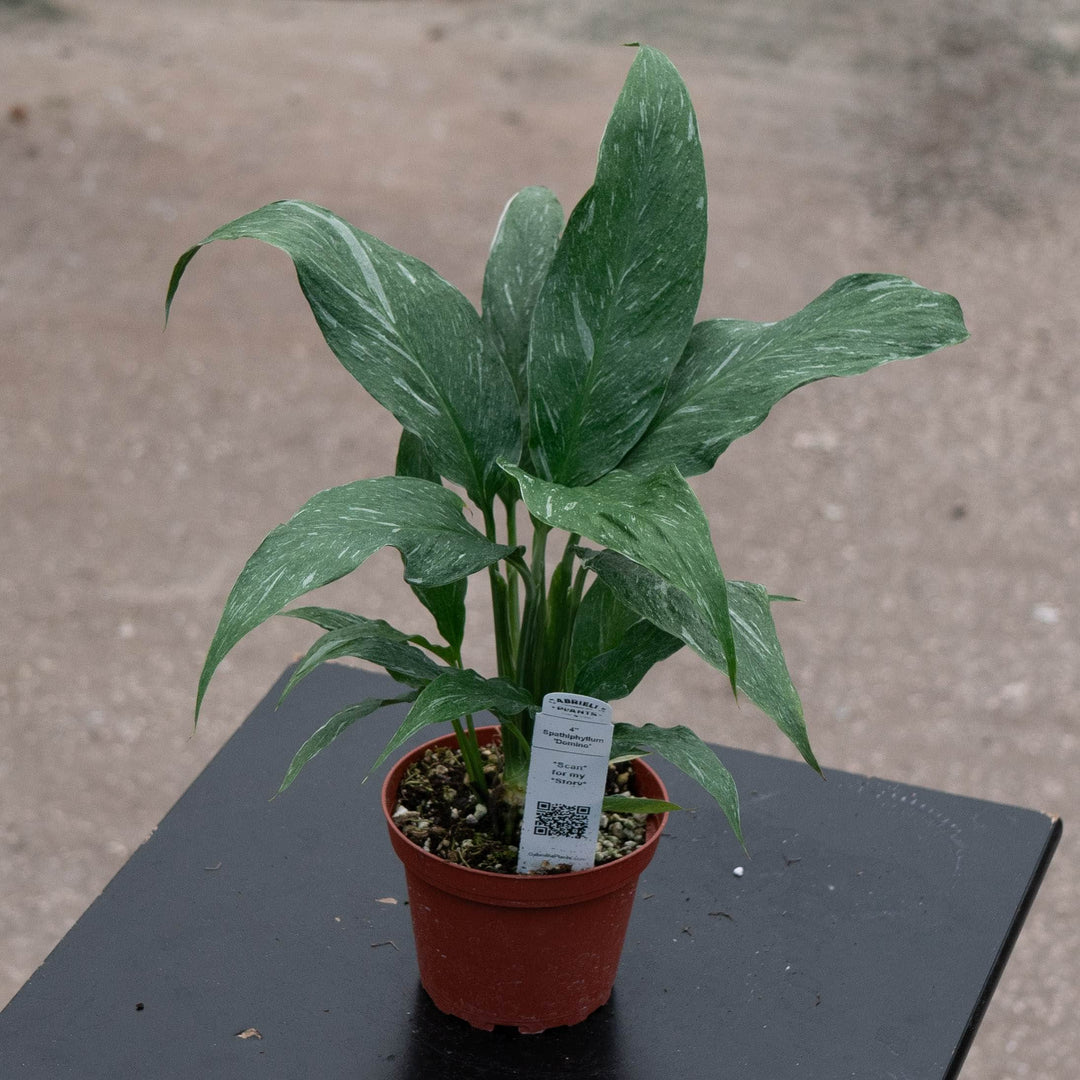 Gabriella Plants Other 4" Spathiphyllum 'Domino'