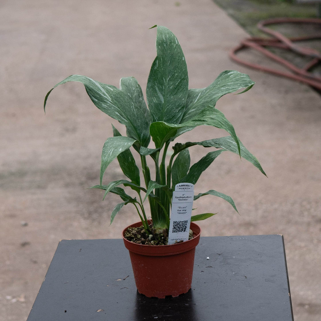 Gabriella Plants Other 4" Spathiphyllum &