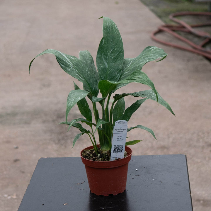 Gabriella Plants Other 4" Spathiphyllum &