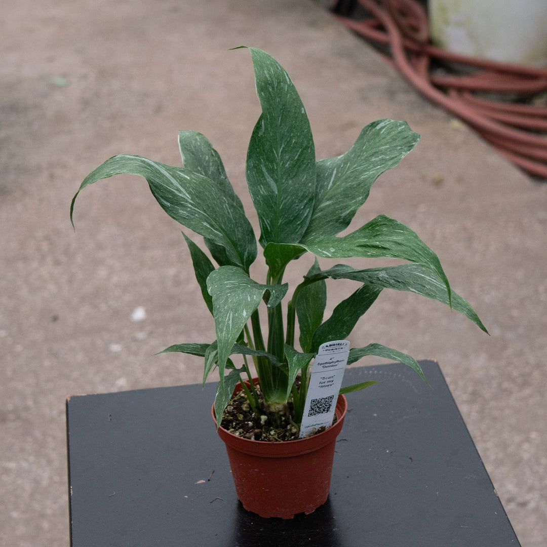 Gabriella Plants Other 4" Spathiphyllum &