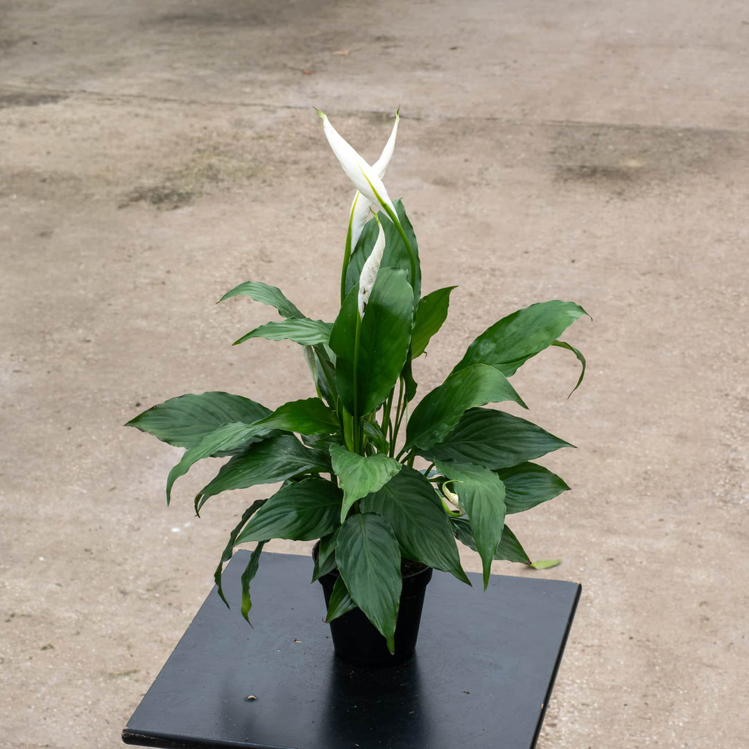 Gabriella Plants Spathiphyllum 4" Spathiphyllum 'Flower Bunch'