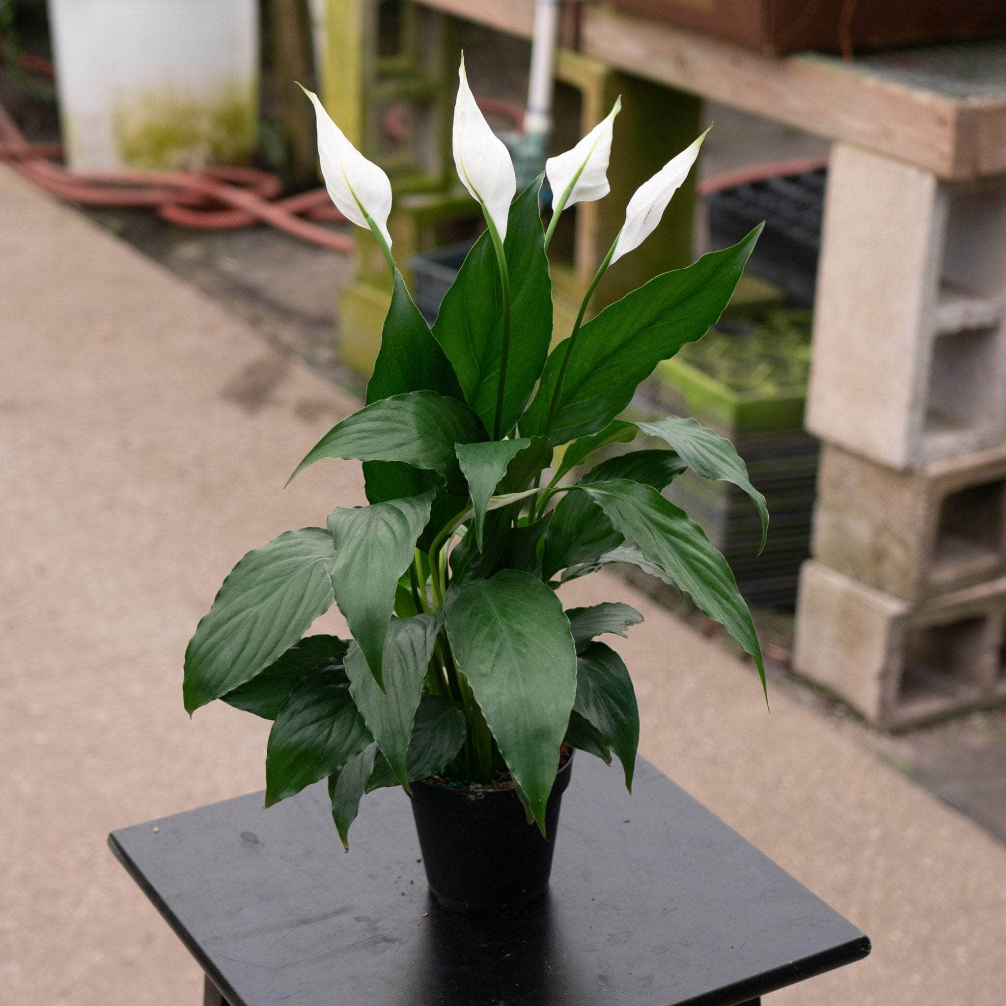 spathiphyllum peace lily varieties Spathiphyllum 'Flower Bunch'