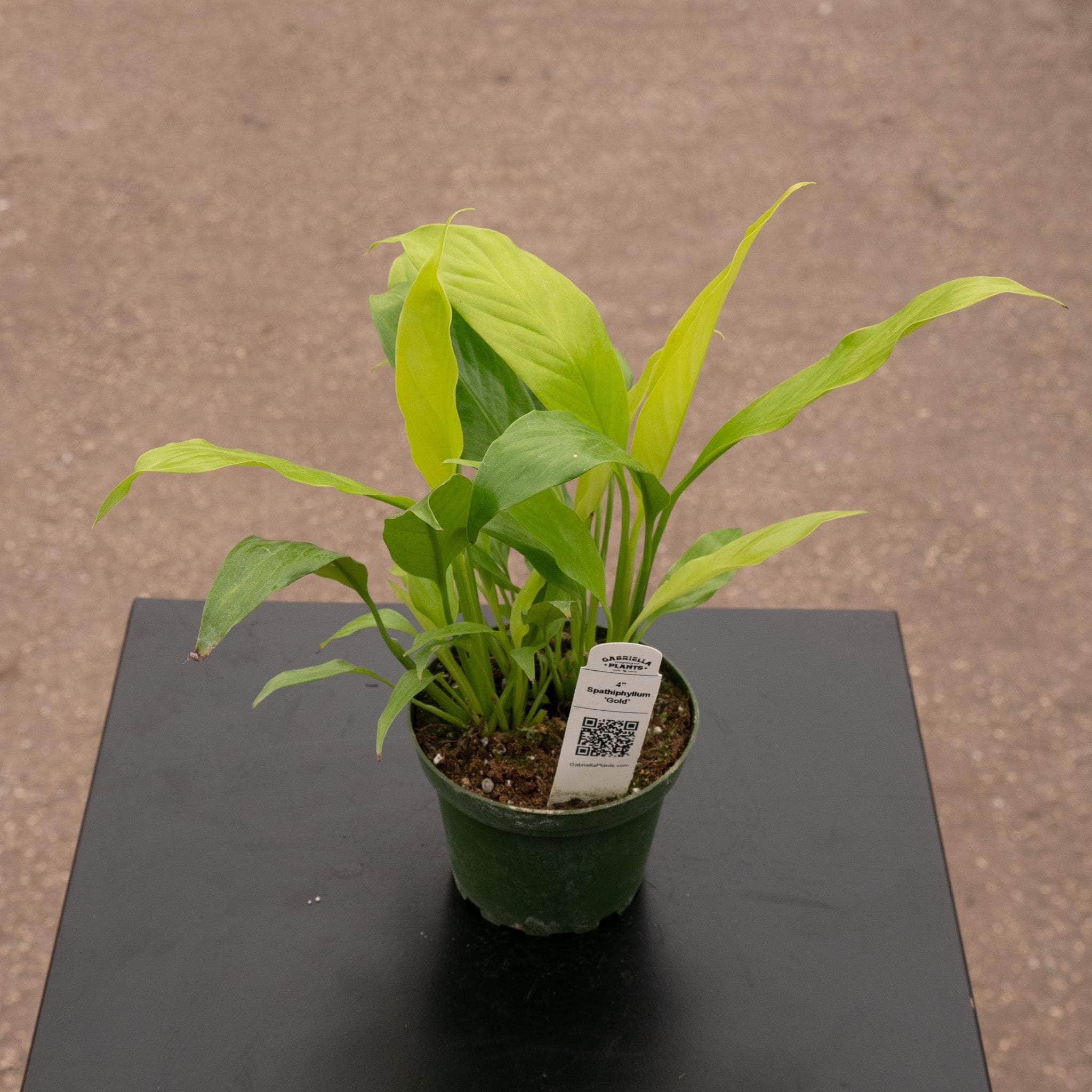 golden peace lily Spathiphyllum 'Gold'