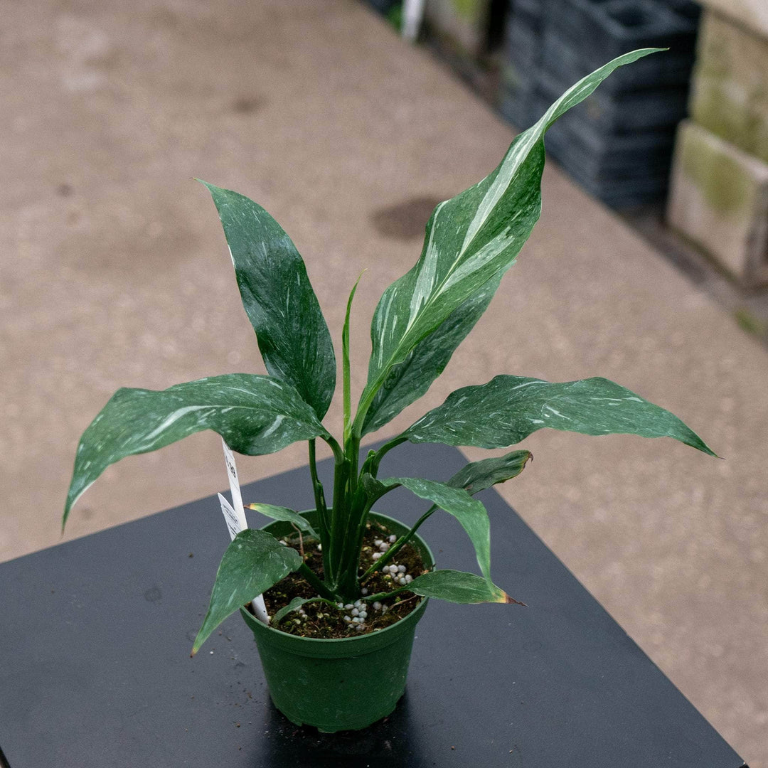 jet diamond peace lily Spathiphyllum 'Jet Diamond'