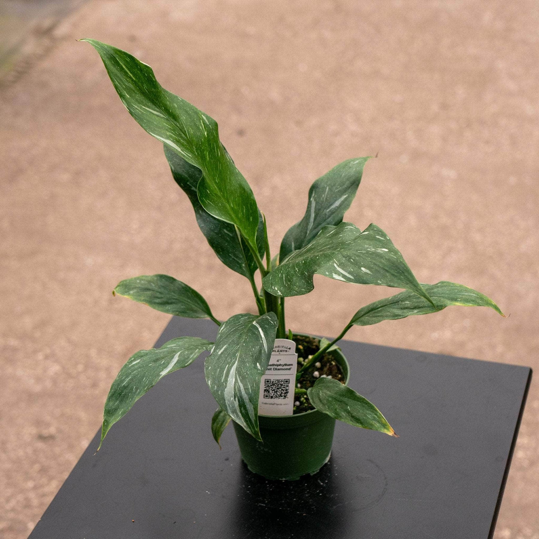 spathiphyllum diamond peace lily variegated Spathiphyllum 'Jet Diamond'