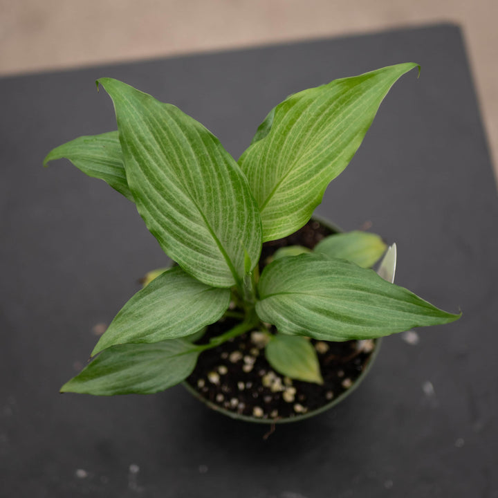 Gabriella Plants Spathiphyllum 4" Spathiphyllum 'Platinum Mist'