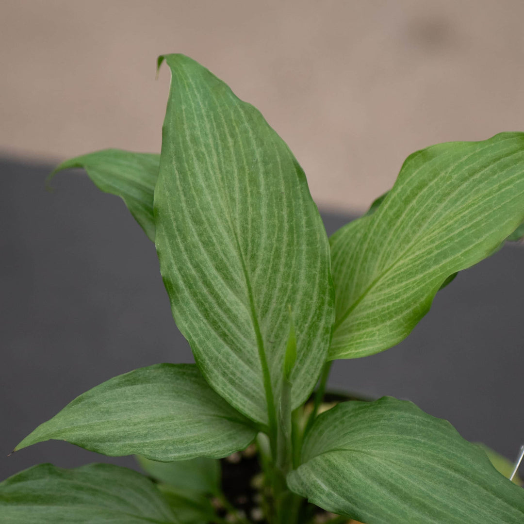 Gabriella Plants Spathiphyllum 4" Spathiphyllum 'Platinum Mist'