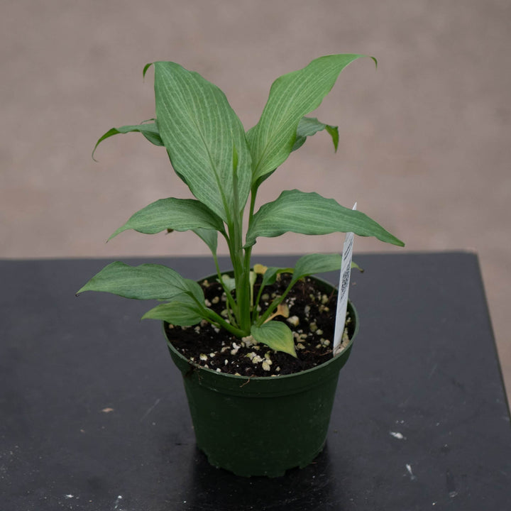 Gabriella Plants Spathiphyllum 4" Spathiphyllum 'Platinum Mist'