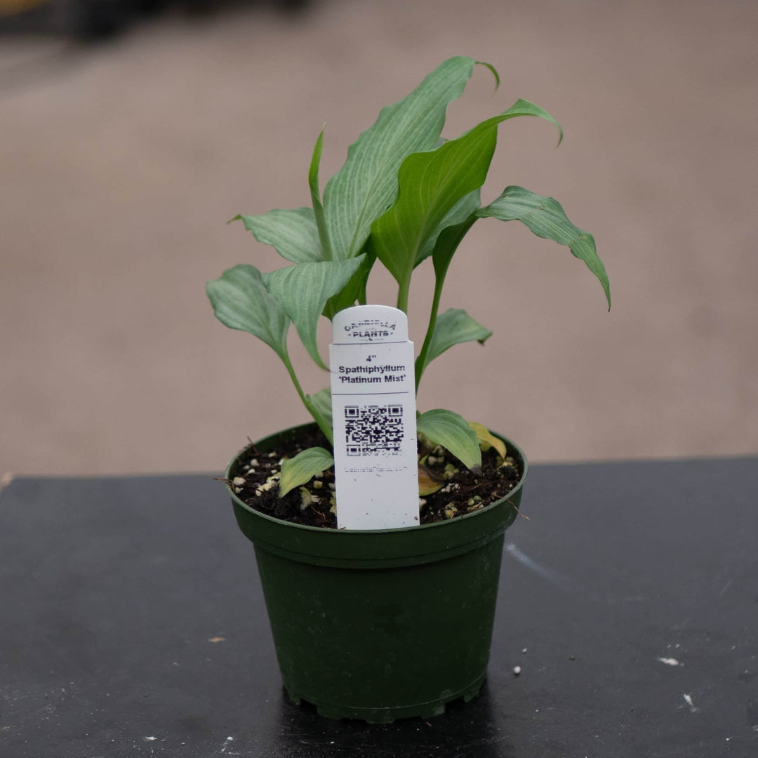 Gabriella Plants Spathiphyllum 4" Spathiphyllum 'Platinum Mist'