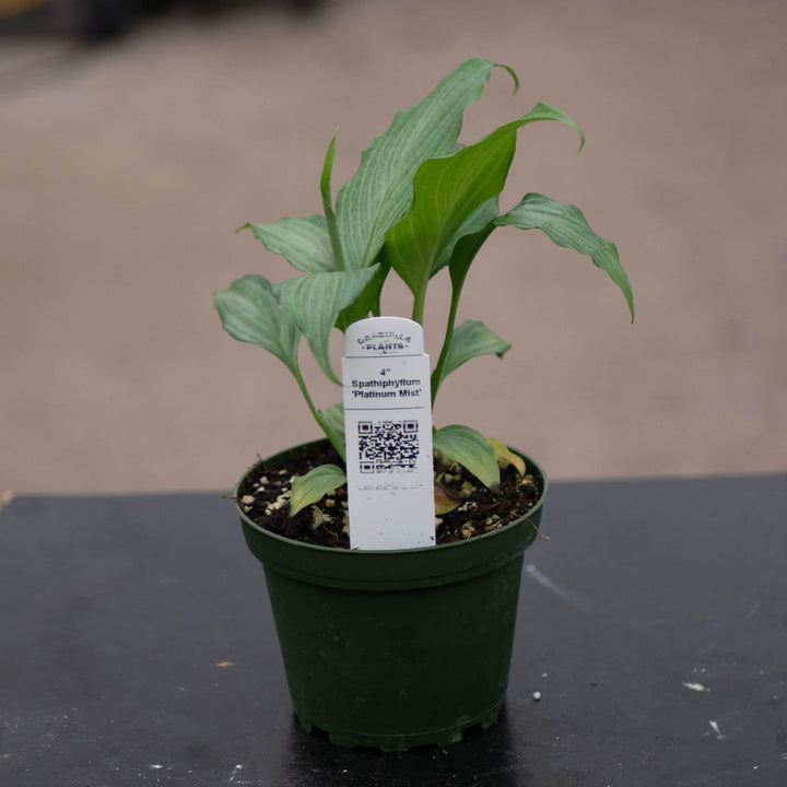 Gabriella Plants Spathiphyllum 4" Spathiphyllum 'Platinum Mist'