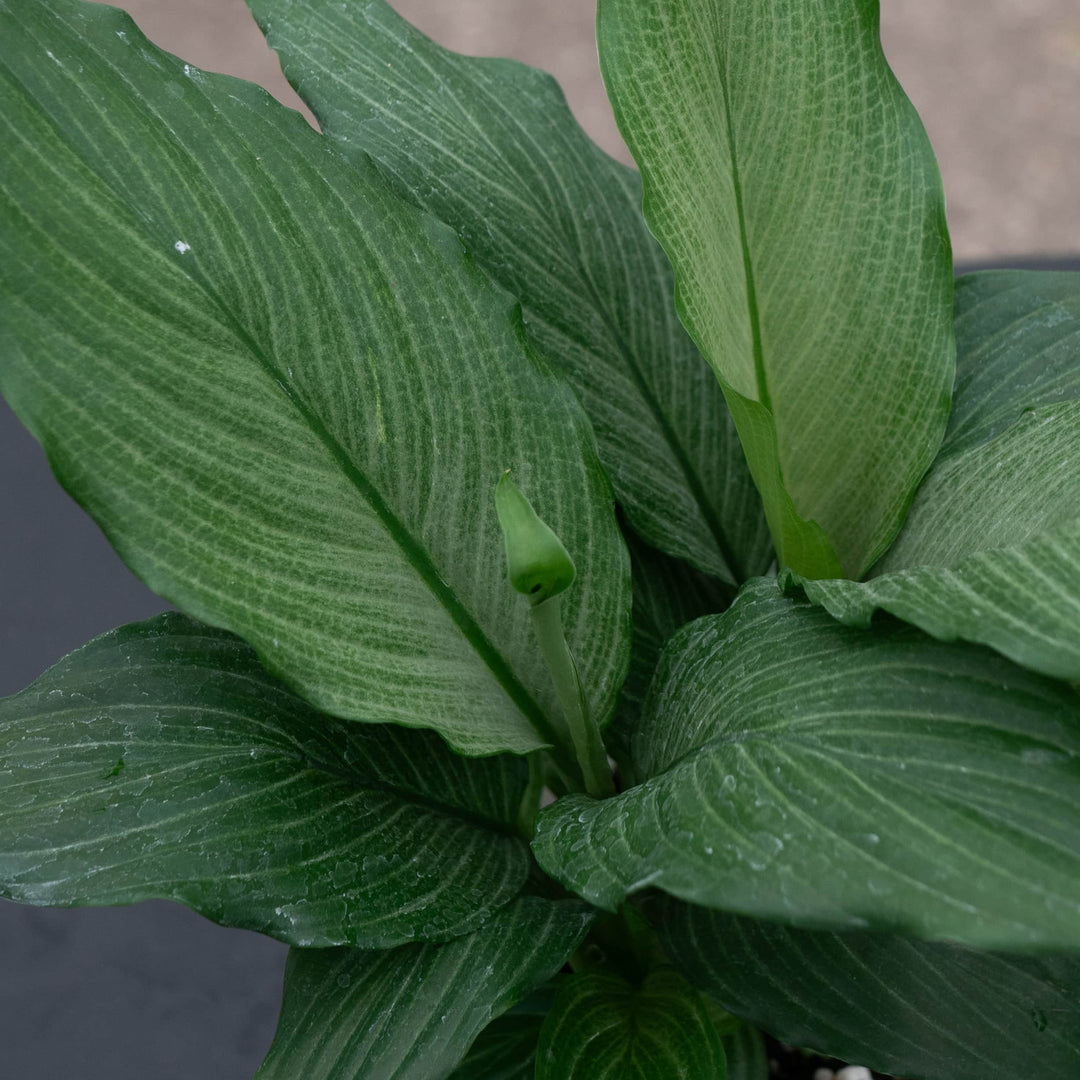 peace lily platinum Spathiphyllum 'Platinum Mist'