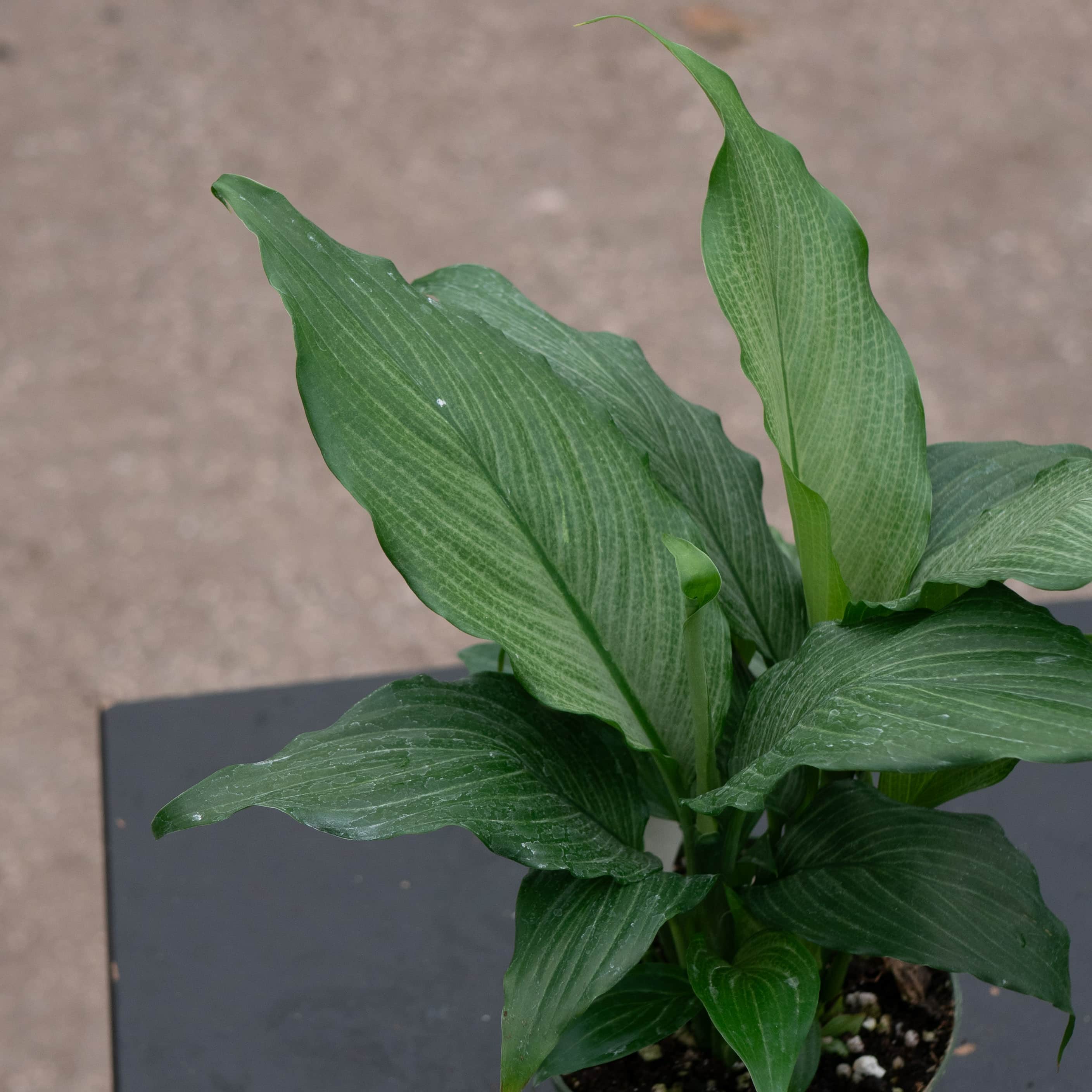 Gabriella Plants Spathiphyllum - Thumbnail 4
