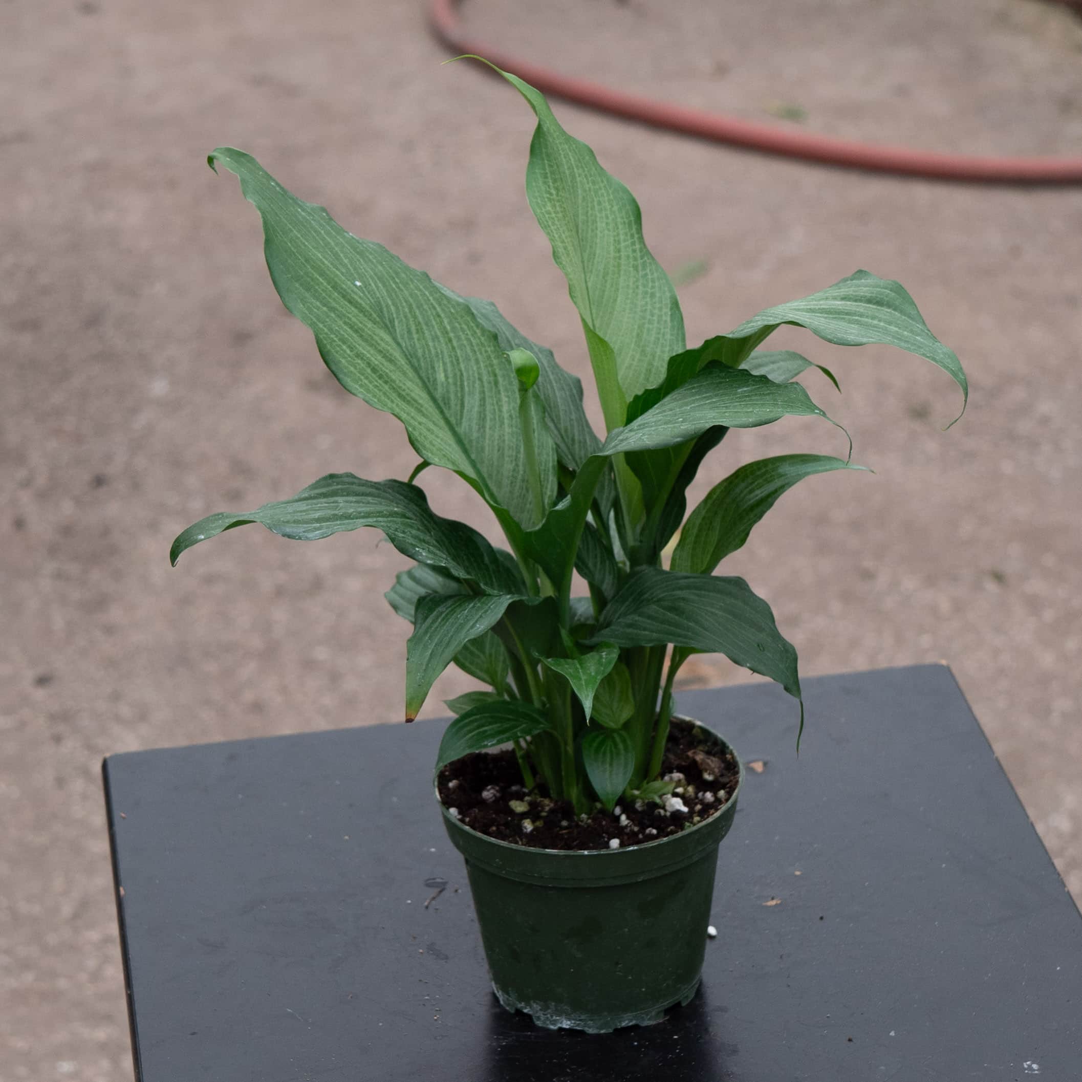 Gabriella Plants Spathiphyllum - Thumbnail 5