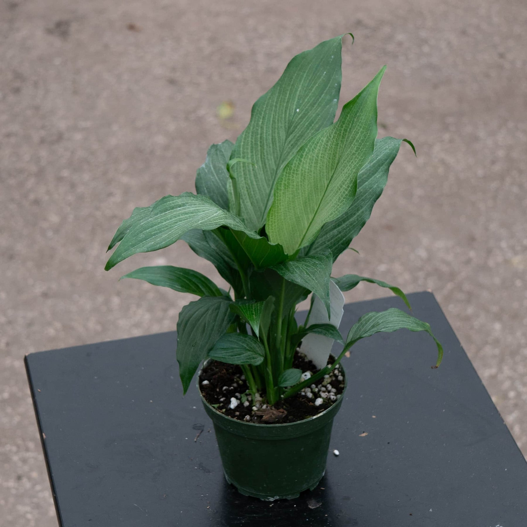silver mist peace lily Spathiphyllum 'Platinum Mist'