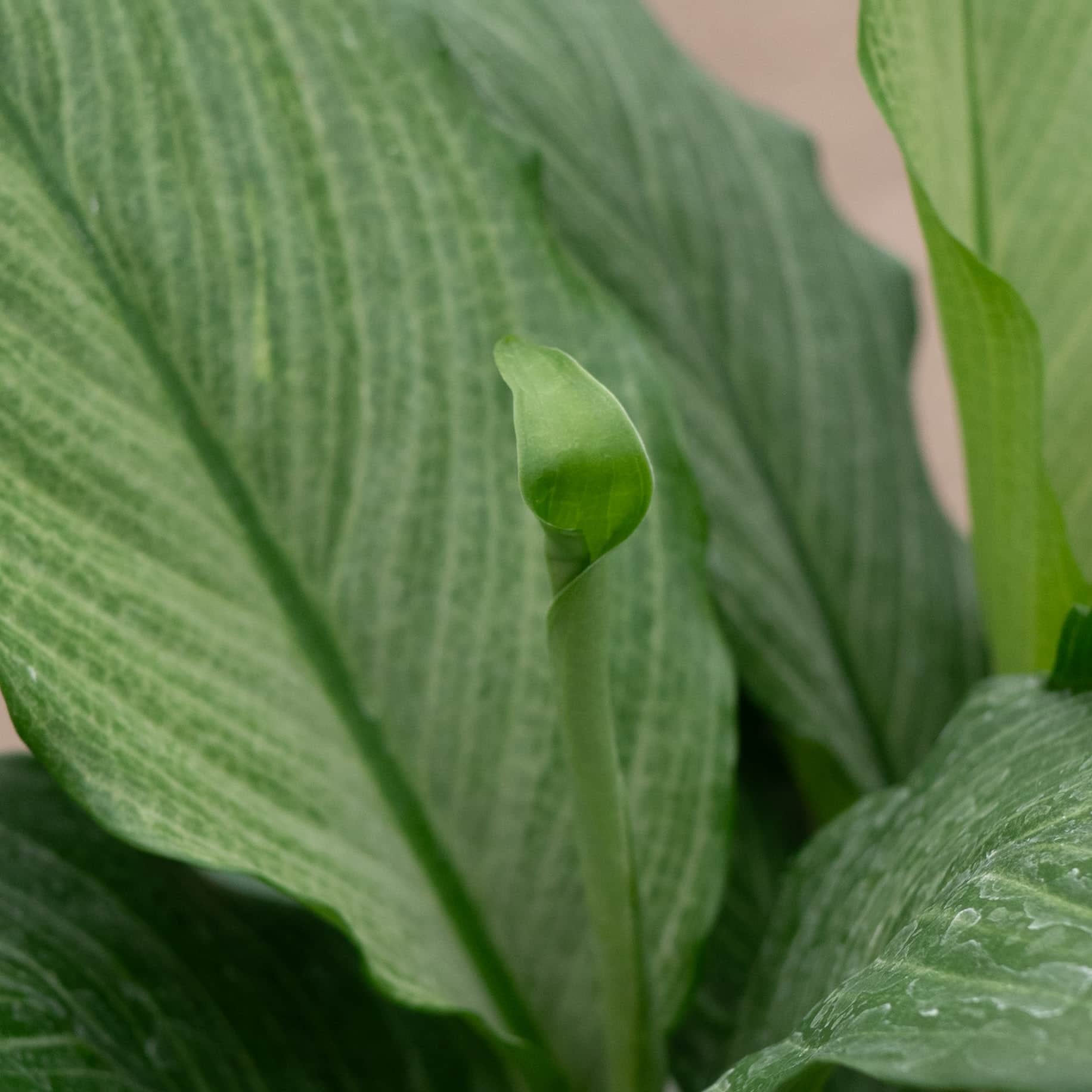 Gabriella Plants Spathiphyllum - Thumbnail 2