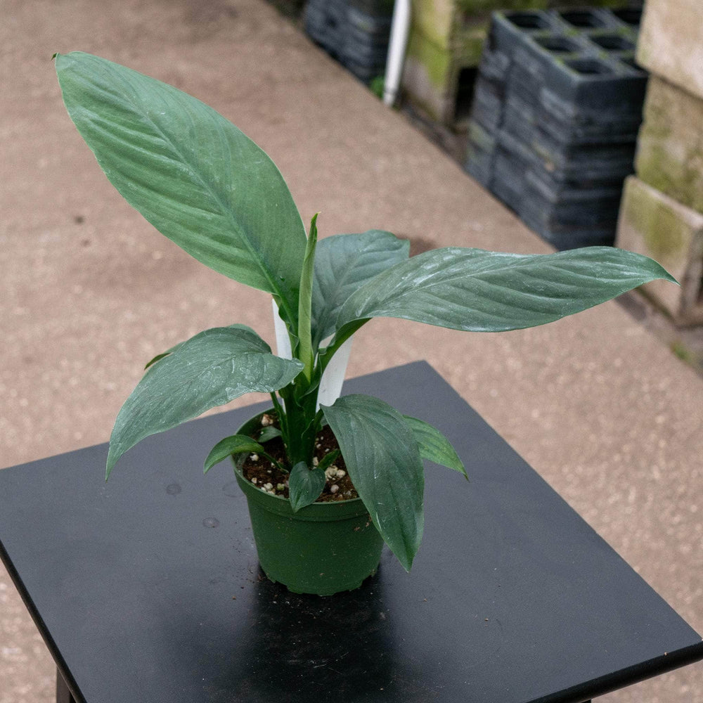 sensation vs peace lily Spathiphyllum 'Sensation'