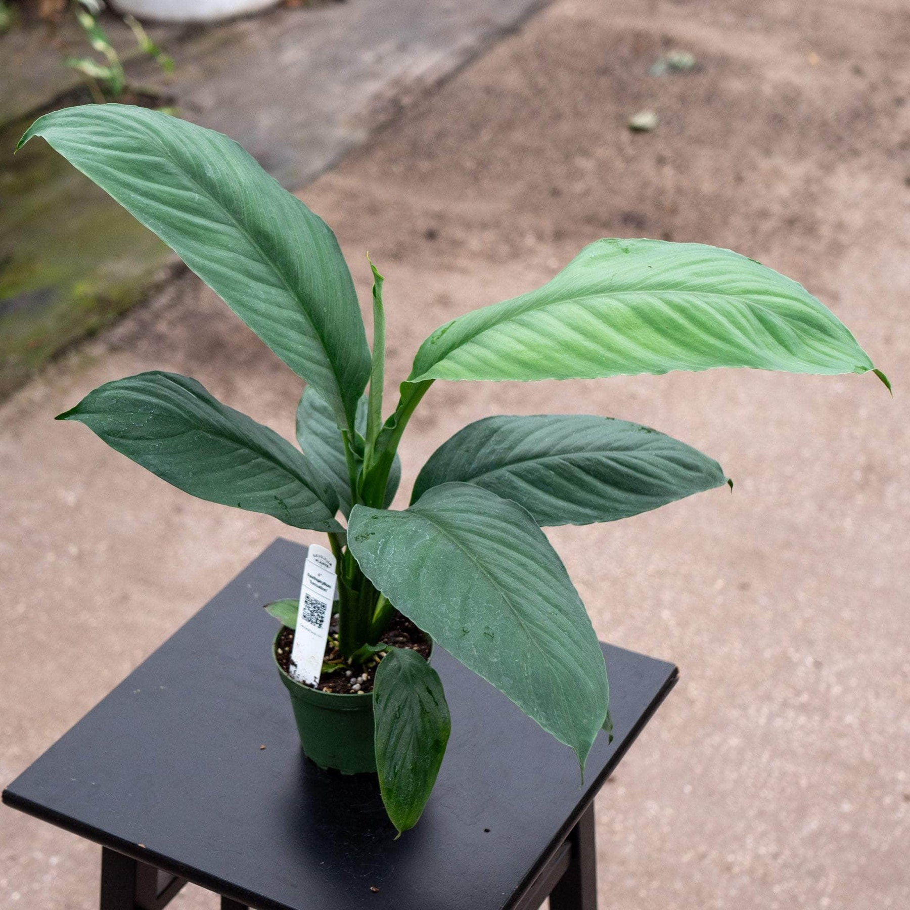 sensation peace lily plant Spathiphyllum 'Sensation'