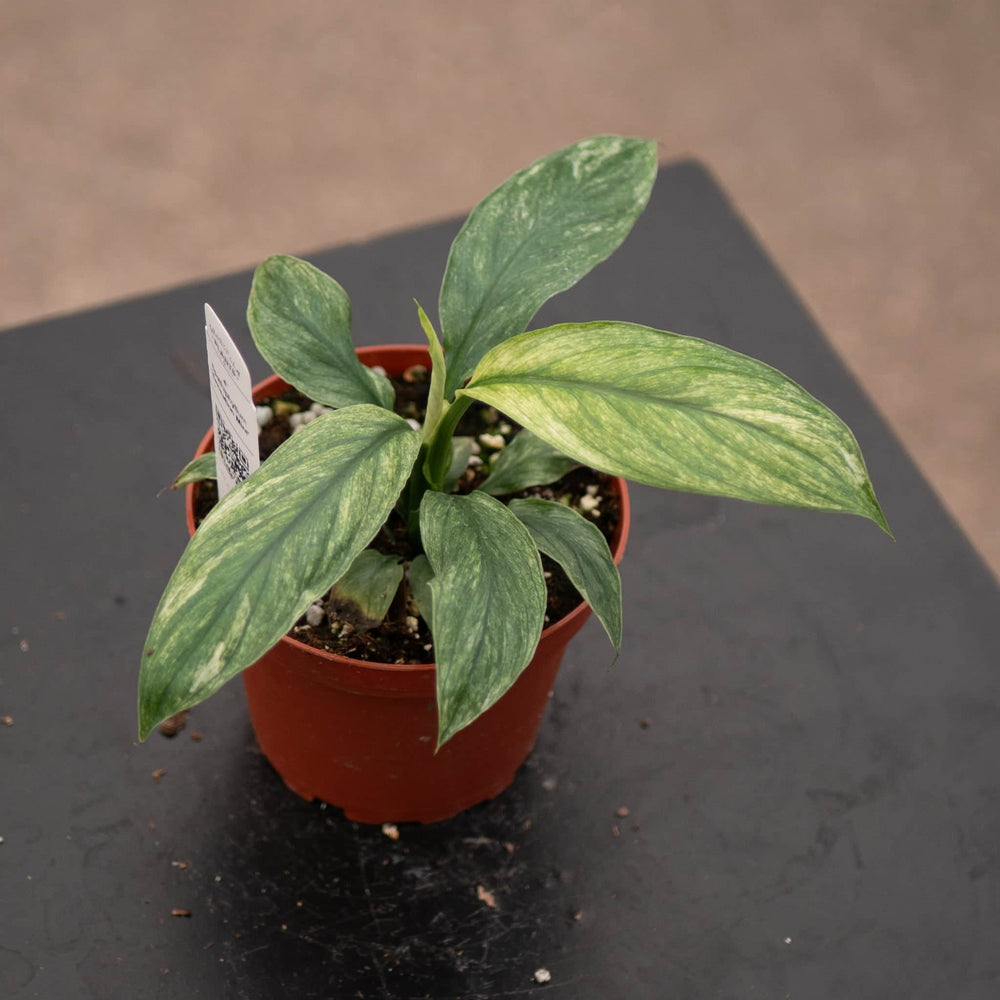 Gabriella Plants Spathiphyllum 4" Spathiphyllum 'Sensation Mint'