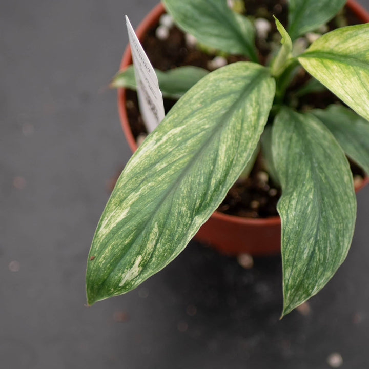 Gabriella Plants Spathiphyllum 4" Spathiphyllum 'Sensation Mint'