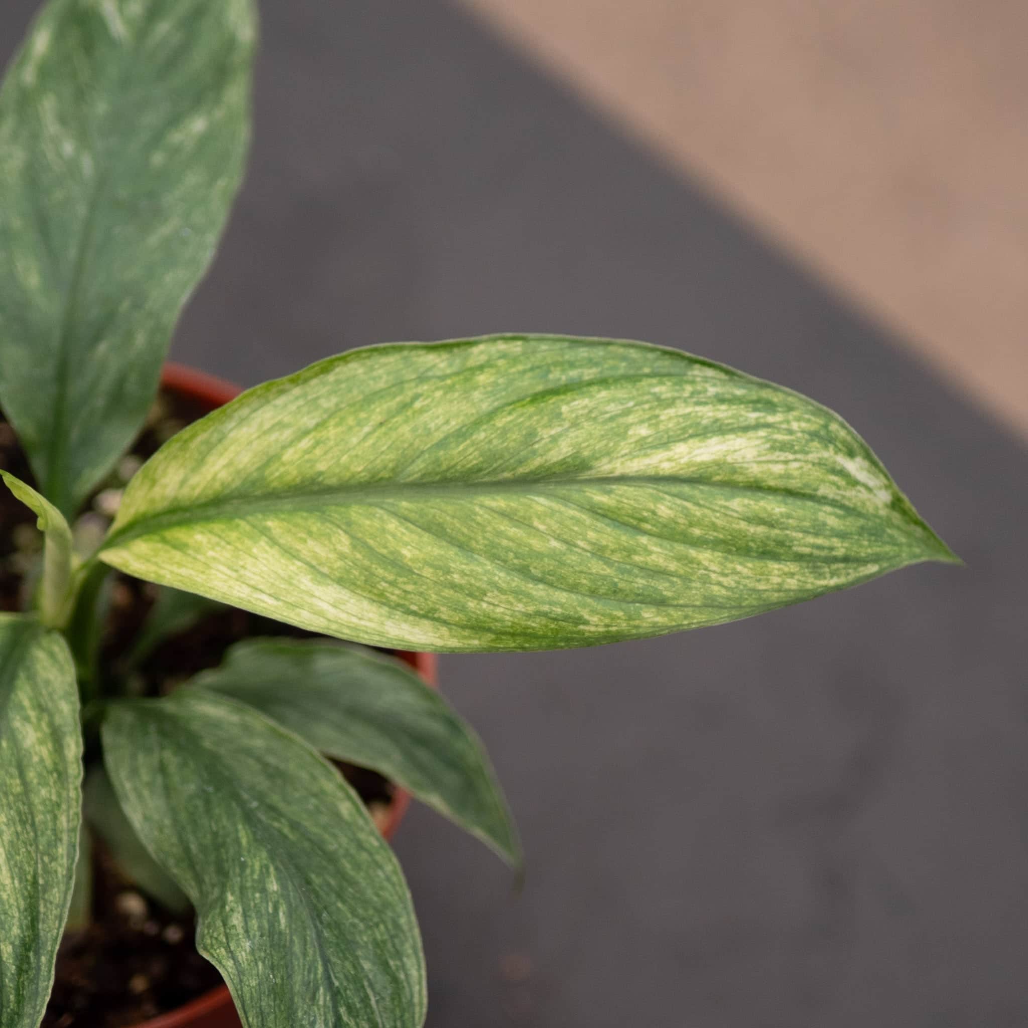 Gabriella Plants Spathiphyllum Sensation Mint - Thumbnail 2