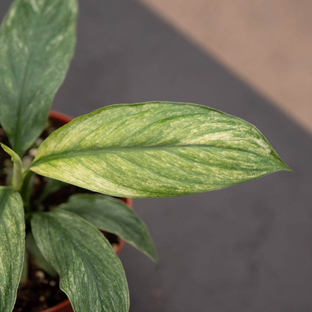 Gabriella Plants Spathiphyllum 4" Spathiphyllum 'Sensation Mint'