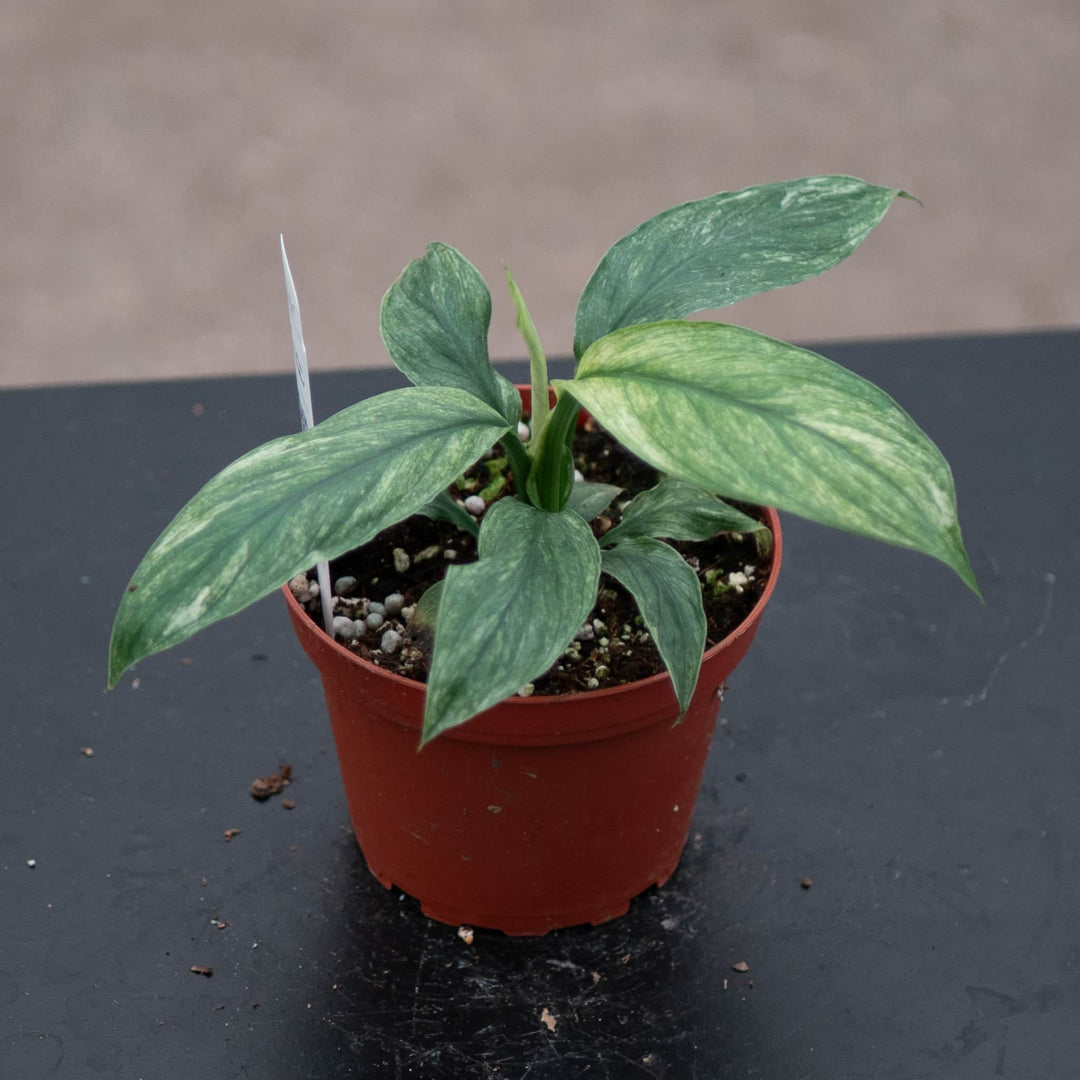 Gabriella Plants Spathiphyllum 4" Spathiphyllum 'Sensation Mint'