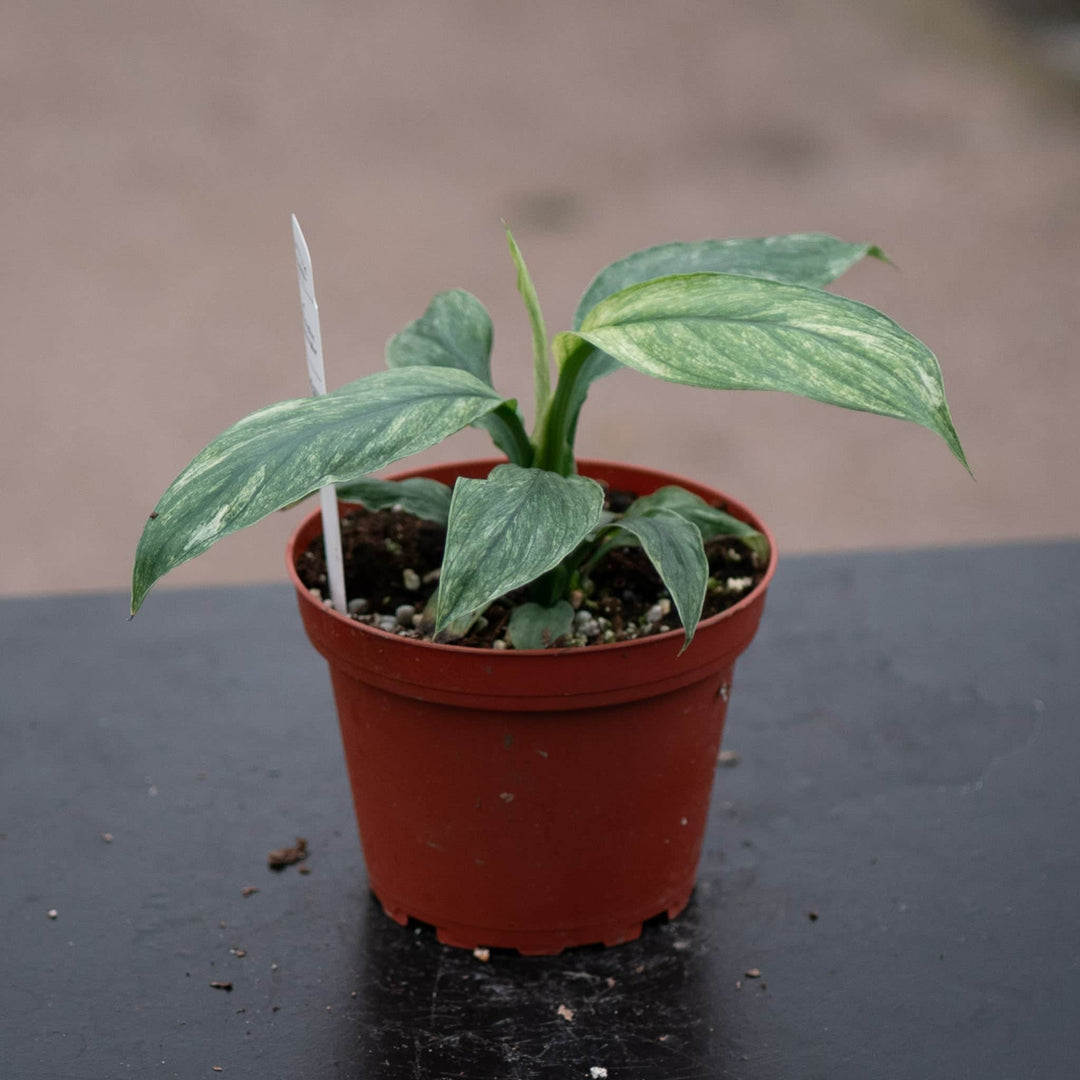 Gabriella Plants Spathiphyllum 4" Spathiphyllum 'Sensation Mint'