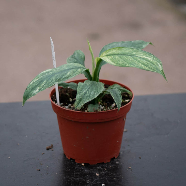 Gabriella Plants Spathiphyllum 4" Spathiphyllum 'Sensation Mint'
