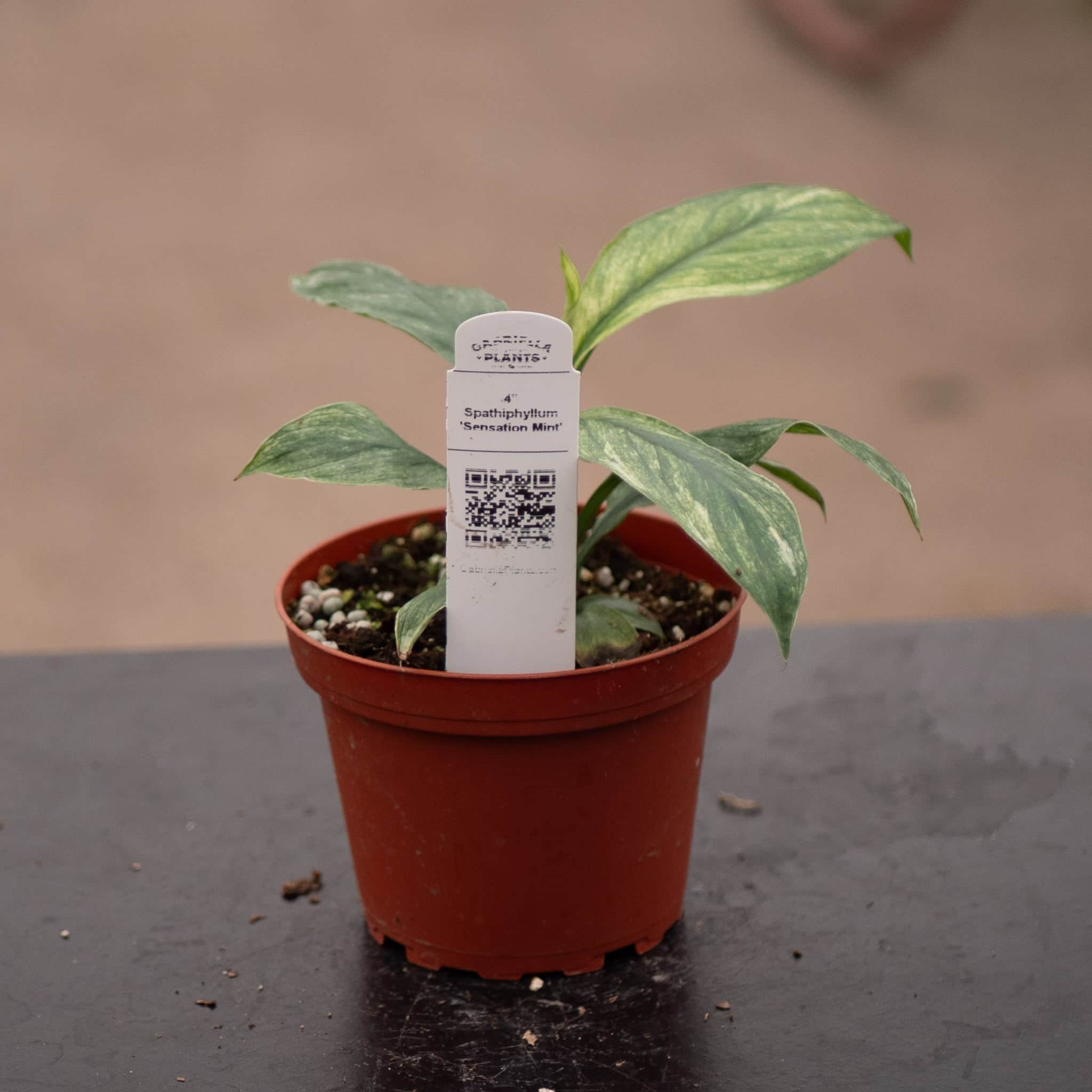 Gabriella Plants Spathiphyllum Sensation Mint - Thumbnail 5