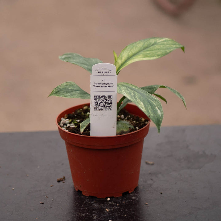 Gabriella Plants Spathiphyllum 4" Spathiphyllum 'Sensation Mint'