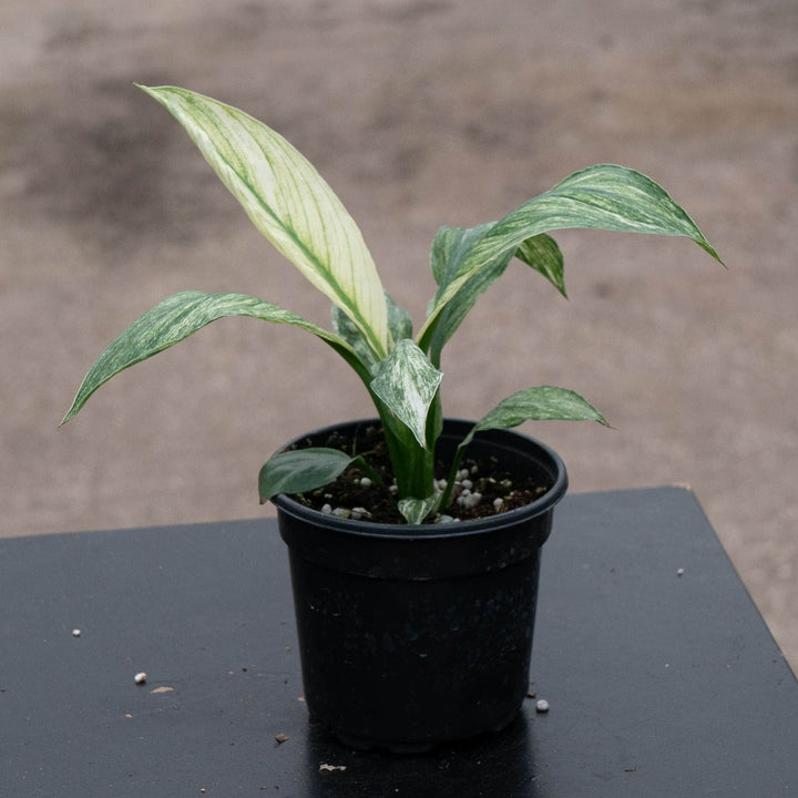 Gabriella Plants Spathiphyllum 4" Spathiphyllum &
