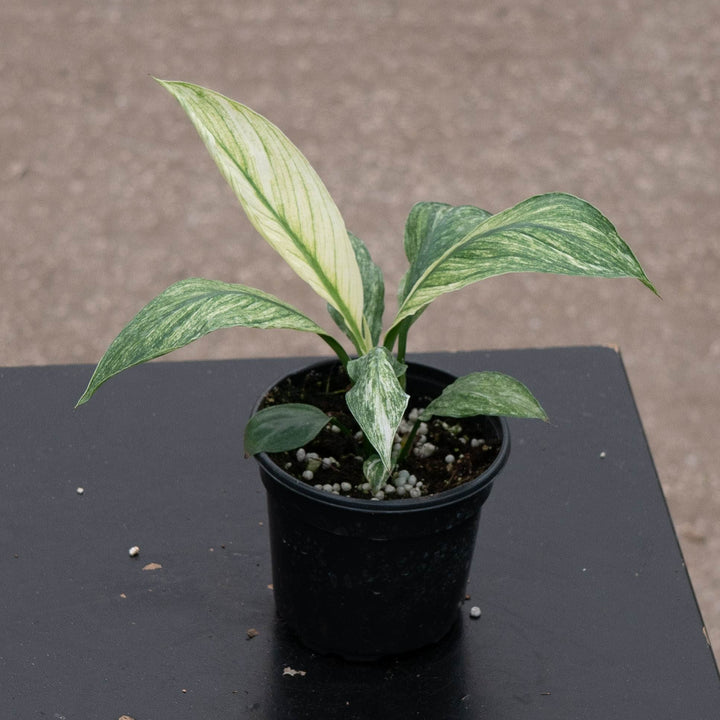 Gabriella Plants Spathiphyllum 4" Spathiphyllum &