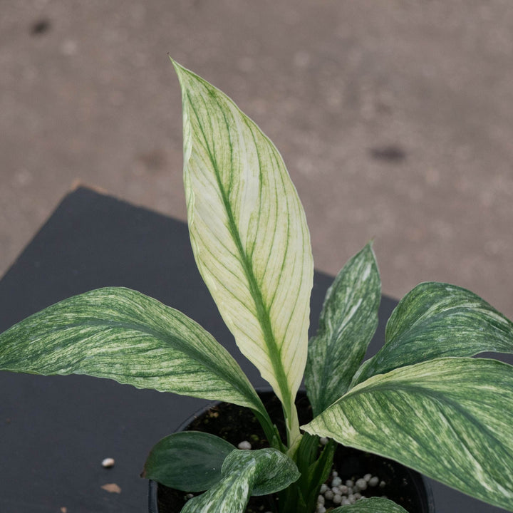 Gabriella Plants Spathiphyllum 4" Spathiphyllum &