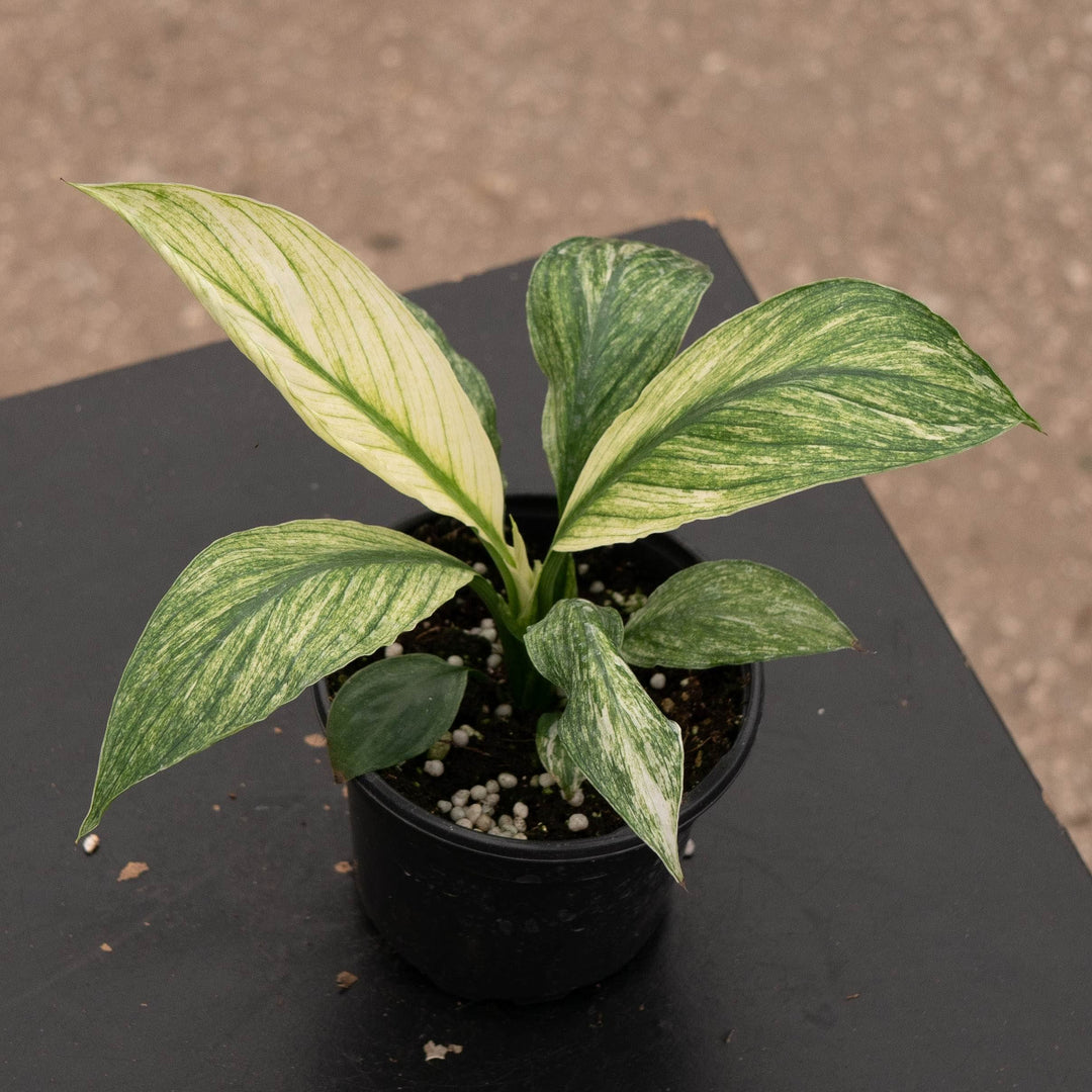 Gabriella Plants Spathiphyllum 4" Spathiphyllum &