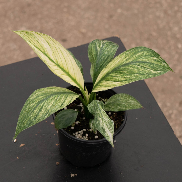 Gabriella Plants Spathiphyllum 4" Spathiphyllum &