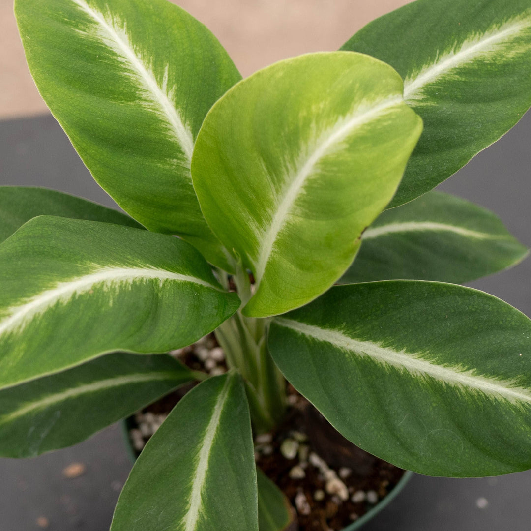 Gabriella Plants Spathiphyllum 4" Spathiphyllum &