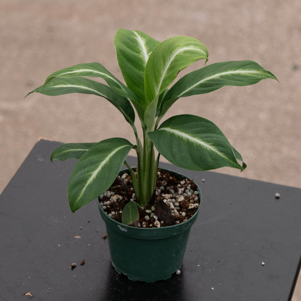 Gabriella Plants Spathiphyllum 4" Spathiphyllum 'Silver Streak'