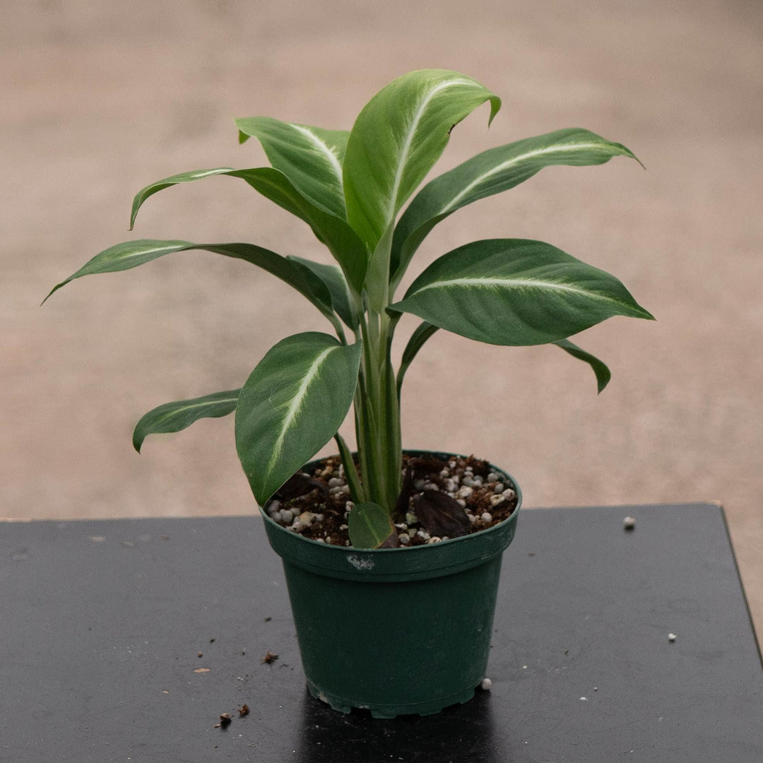 Gabriella Plants Spathiphyllum 4" Spathiphyllum 'Silver Streak'