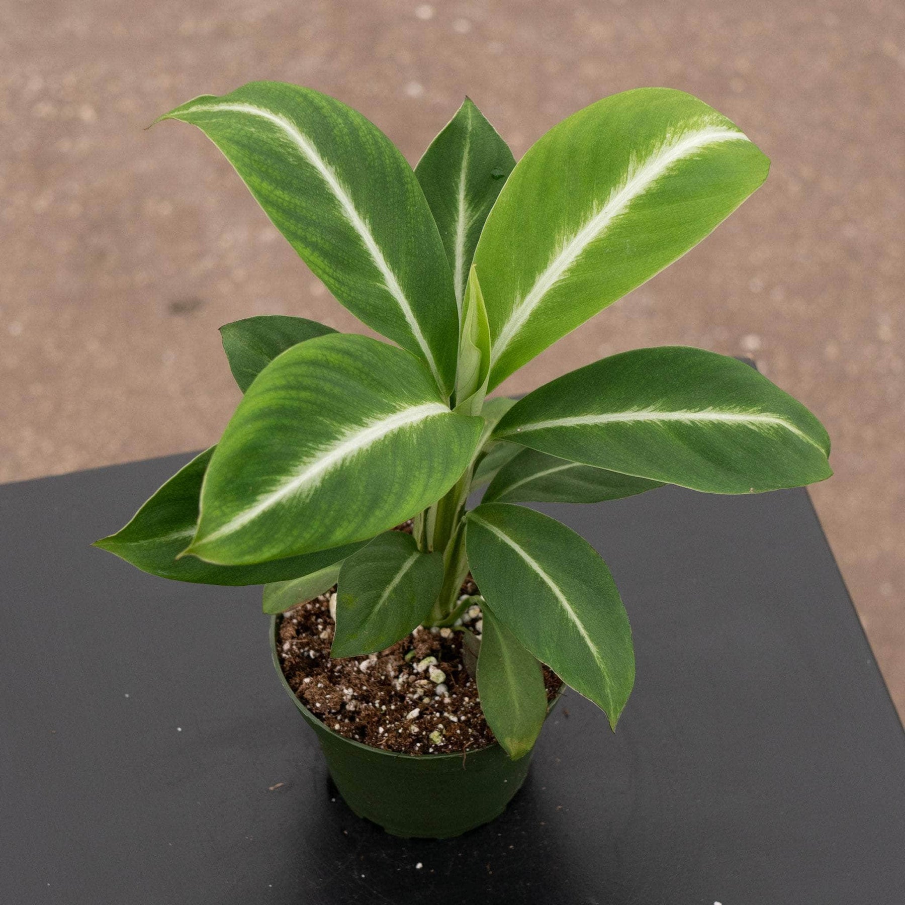 peace lily with striped leaves Spathiphyllum 'Silver Streak'