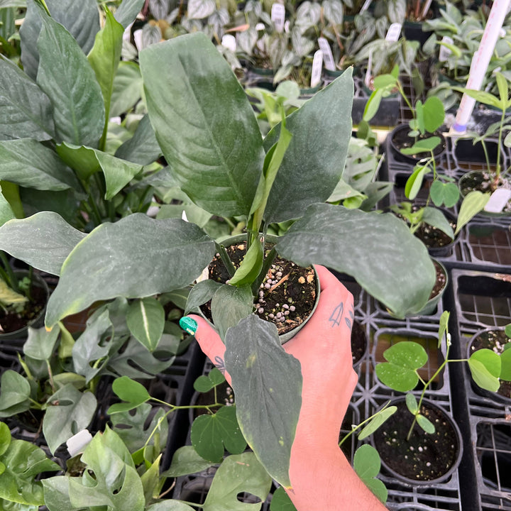 Gabriella Plants Other 4" Spathiphyllum 'Viscount'