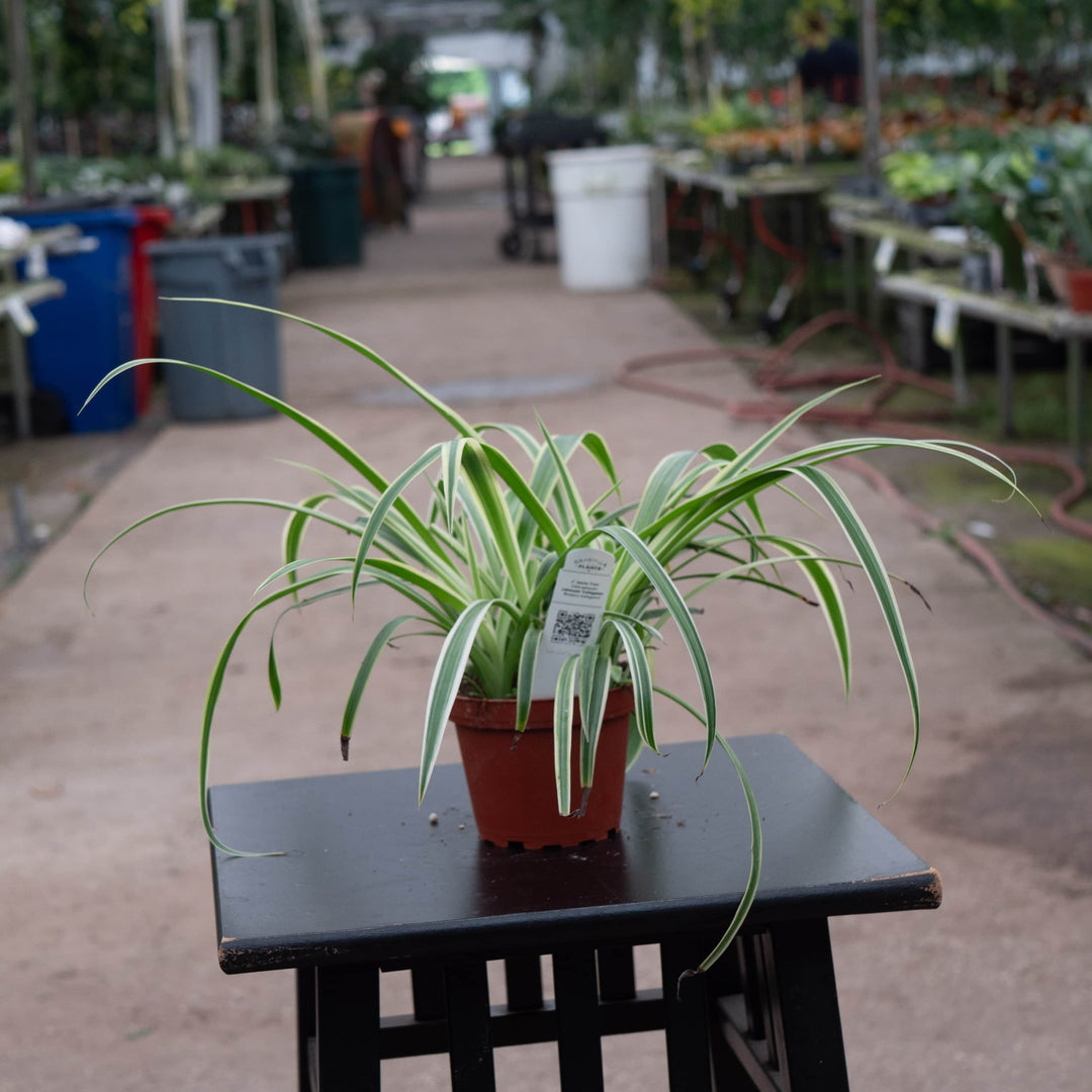spider plant full size Spider Plant Chlorophytum comosum