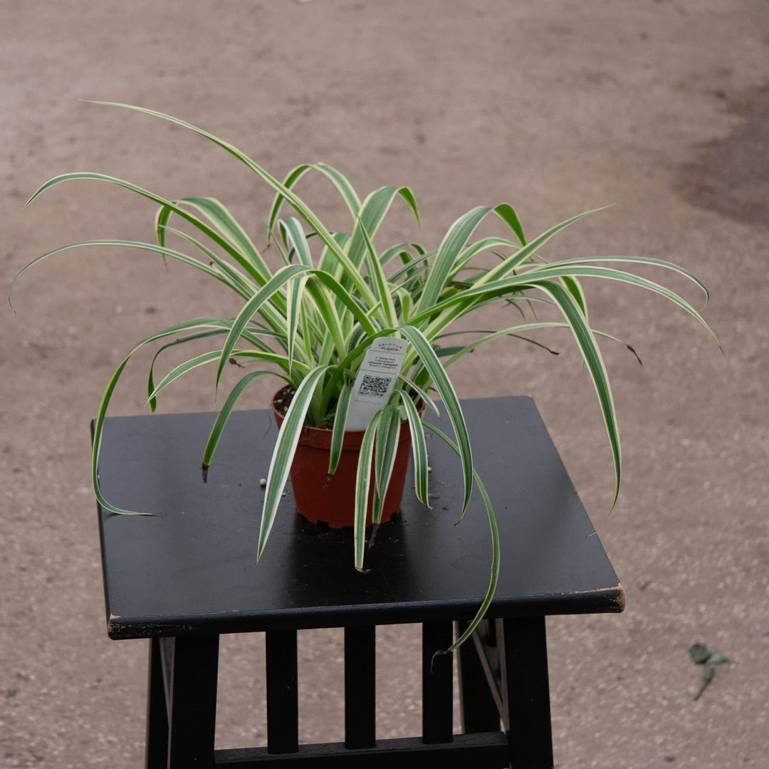 variegated spider lily plant Chlorophytum Reverse Spider, 4" Plant, The Plant Farm