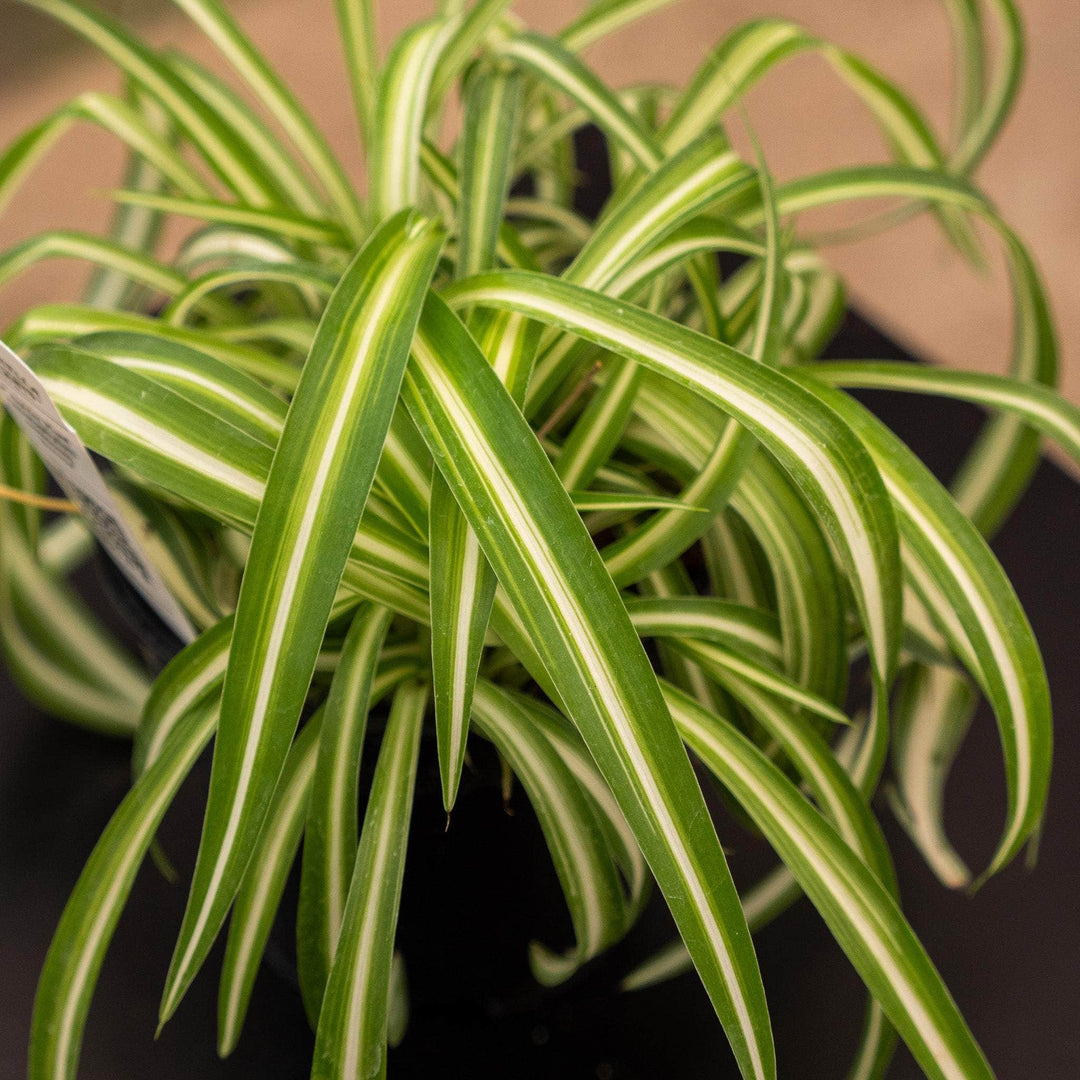 chlorophytum comosum price Spider Plant Chlorophytum comosum