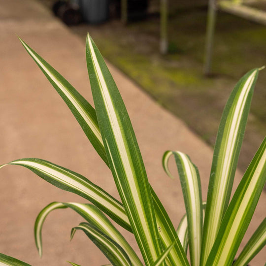 Gabriella Plants gabriella-plants