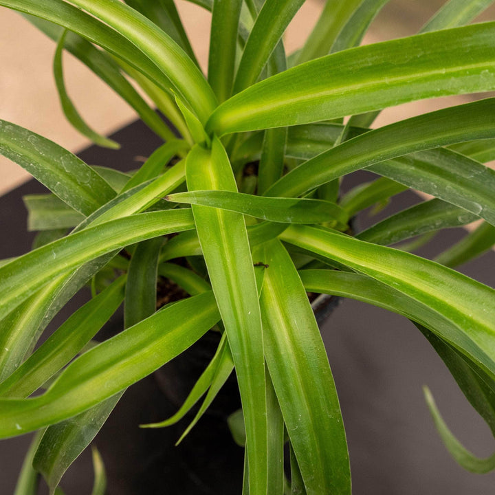 Gabriella Plants Other Spider Plant Chlorophytum comosum